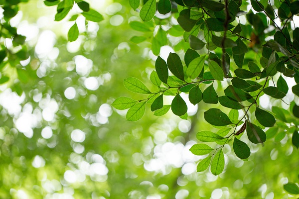 摄图网_500119598_banner_自然绿色树叶素材（企业商用）.jpg