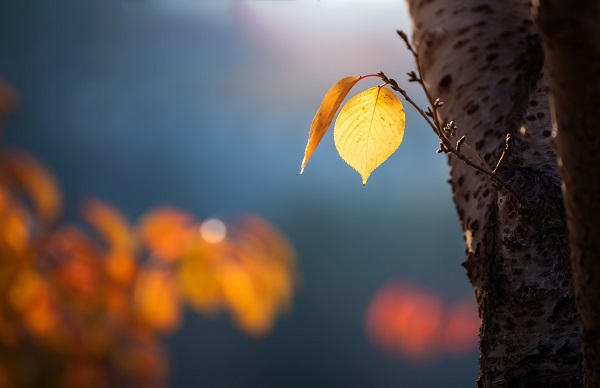 摄图网_501147192_banner_秋天景色（企业商用）.jpg