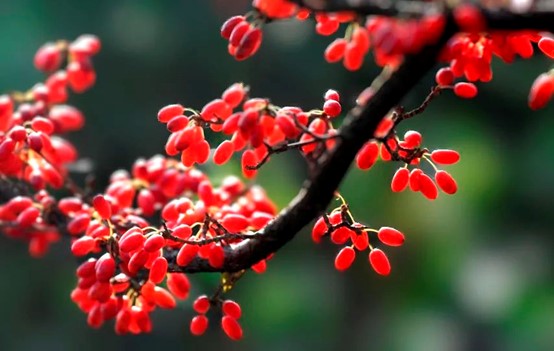山茱萸红果11.jpg