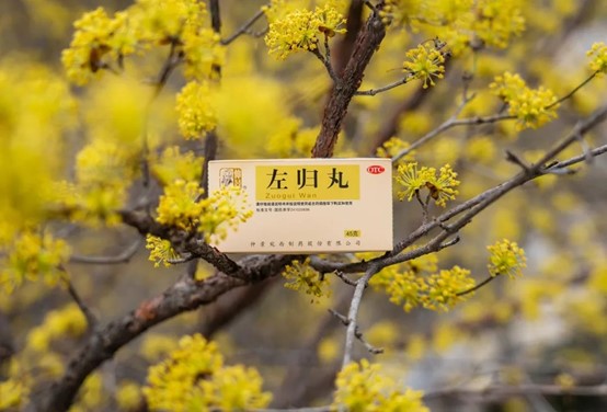 左归丸茱萸花开.jpg