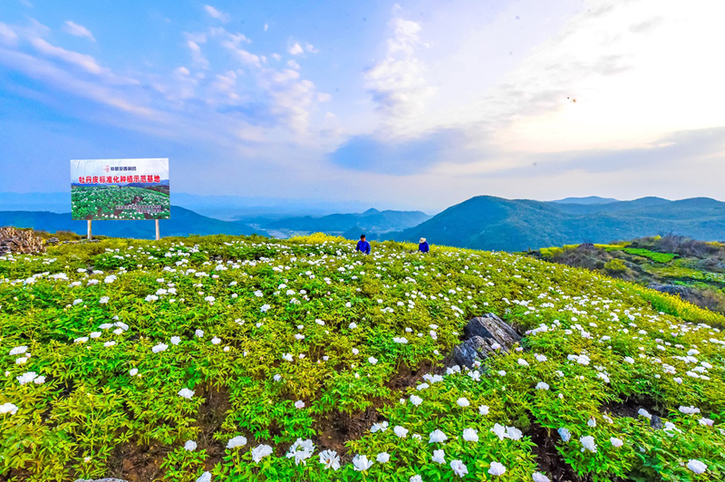 牡丹皮基地开花.jpg