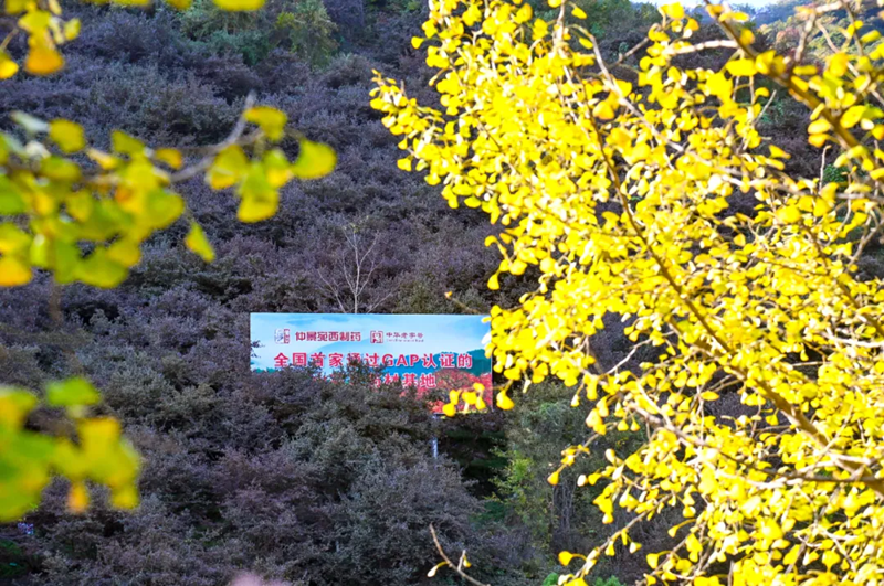 仲景宛西制药山茱萸基地带牌照.png