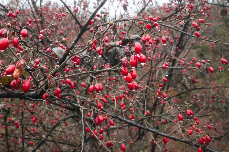 1764730875143643.png 图片2.png