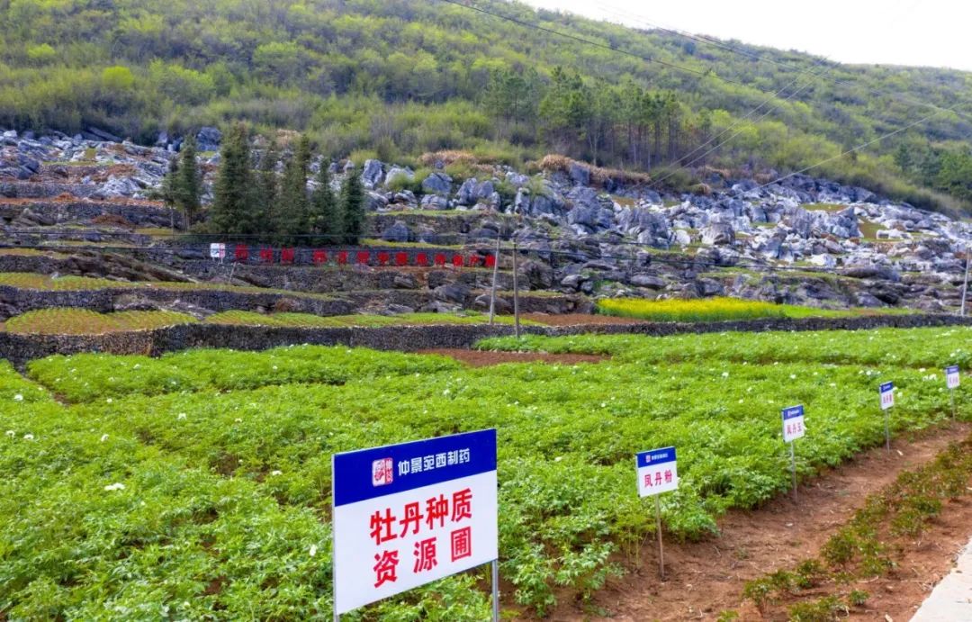 “药材好 药才好”是仲景宛西制药的广告语 更是制药理念和社会承诺
