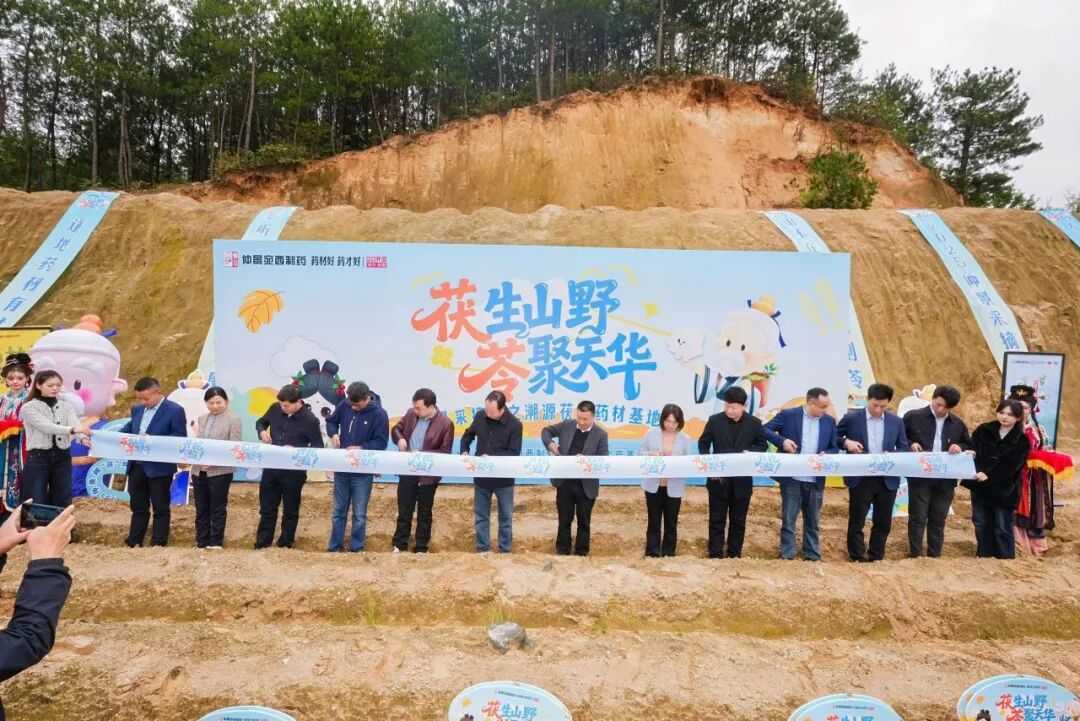 仲景采摘季之岳西道地茯苓之乡溯源活动启幕