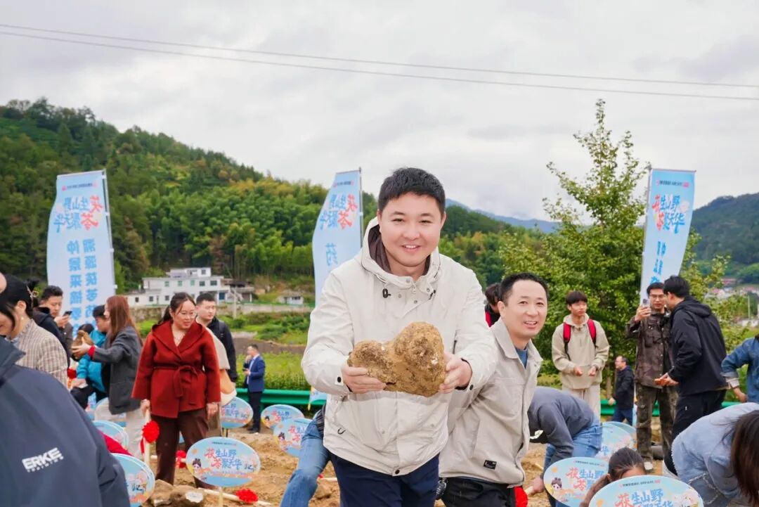 “药材好，药才好”仲景宛西制药岳西茯苓种植基地迎来采收好时节