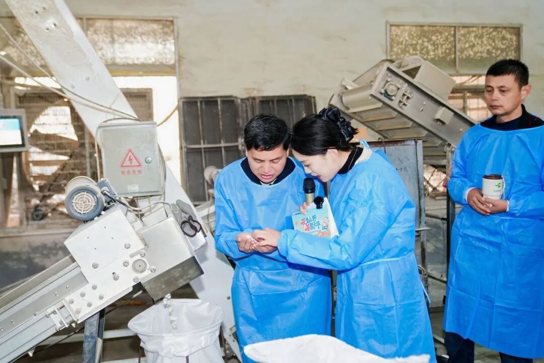 仲景采摘季：深入大别山，在泥土里找到“药材好，药才好”的答案