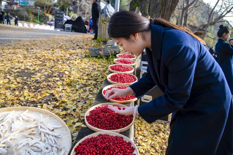 走进伏牛山，看一颗颗山茱萸如何为你的健康“续航”