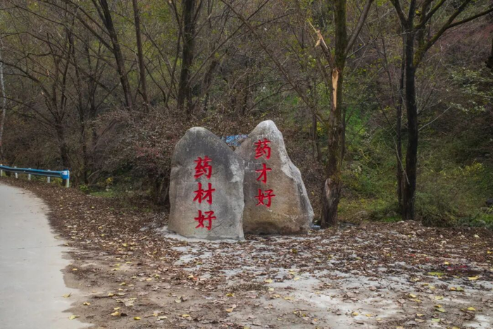 2025仲景采摘季背后：一颗道地药材的“硬核修养”