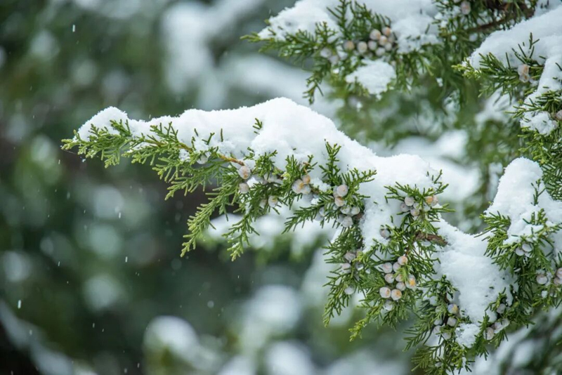 大雪寒潮来袭，保暖更需内养：中医解析右归丸的温补之力