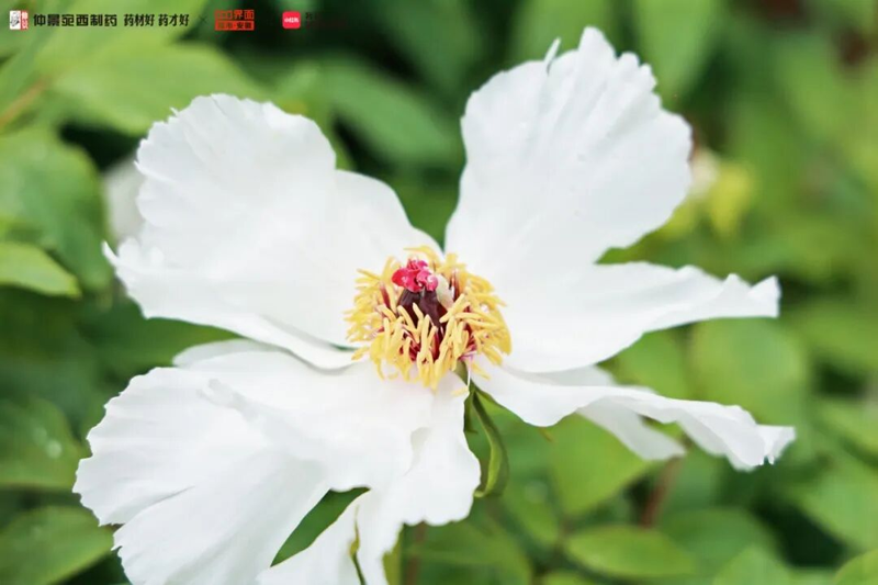 春天情绪波动、月经不调？经典名方逍遥丸的正确打开方式