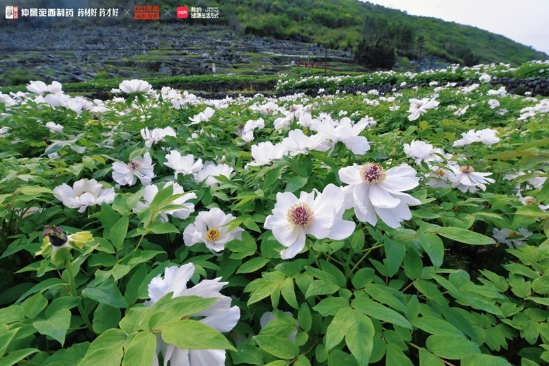 破解道地药材质控难题！仲景宛西制药六味药材基地获“GAP”全满贯