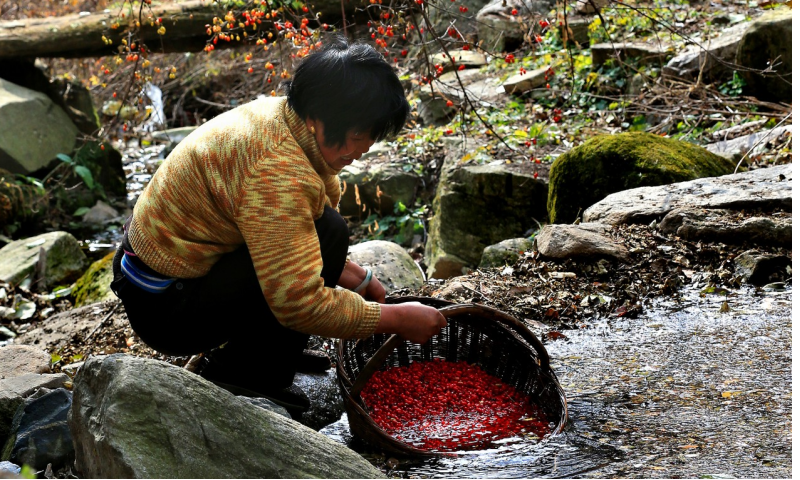 “记住民生”，让中药材产业造福百姓