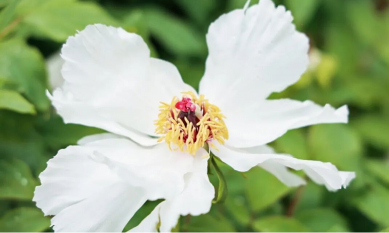 春天情绪波动、月经不调？经典名方逍遥丸的正确打开方式