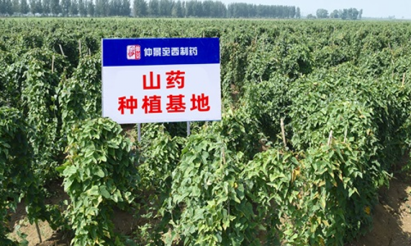 守护“根”与“魂”：一株道地怀药的健康使命