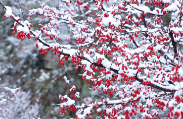 雪中茱萸