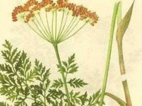 羌活为祛风散寒燥湿要药