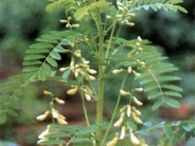 黄芪的药性、应用、验方