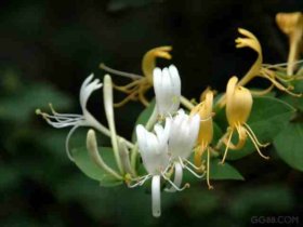 中医药方预防手足口病