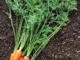 春天蔬菜搭配一定要注意