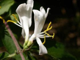 清热解毒的良药——金银花