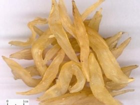 天冬缘何年年走俏