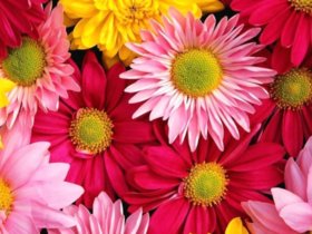 菊花10大功能详解