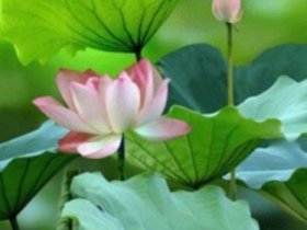 高血压患者喝什么茶降压好