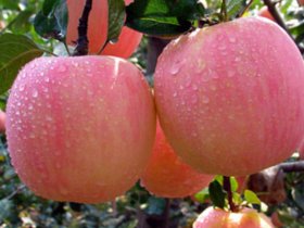 一天一个苹果的七大好处