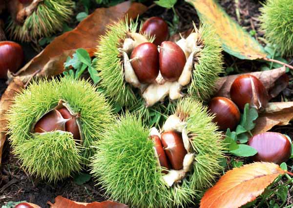 多吃栗子可预防骨质疏松