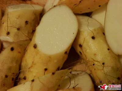 最好的山药品种是怀山药