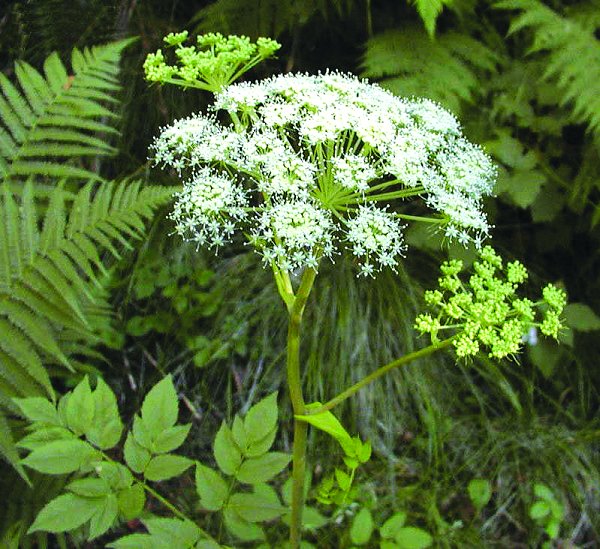 当归虽好，应用需对症！