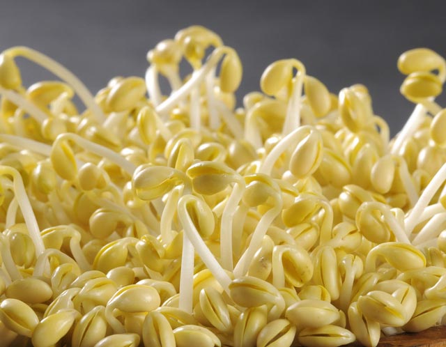 发了芽的豆子能打豆浆吗？