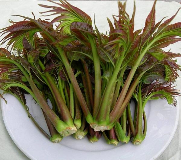 怎样去除香椿中的致癌物