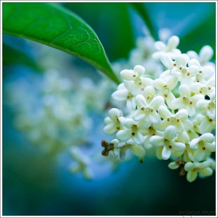 桂花用法众多，可散寒破结化痰止咳