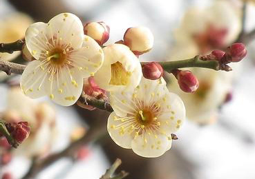 白梅花和腊梅花药用价值区别