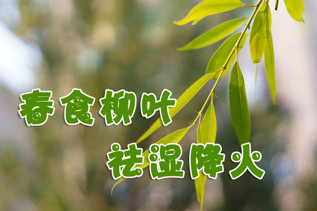 春食柳叶 祛湿降火