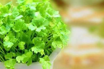 香菜的营养价值有哪些？