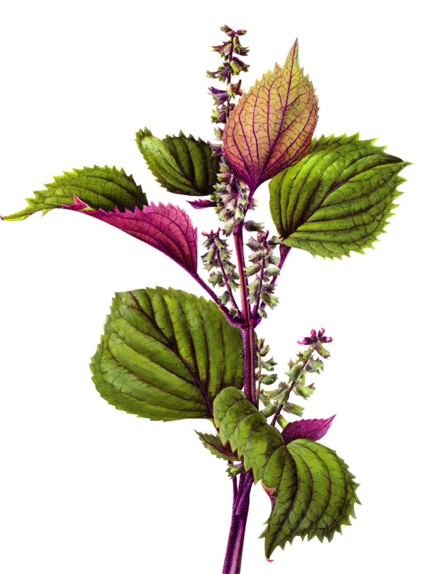 紫苏可解食蟹中毒 但糖尿病患者忌大量服用