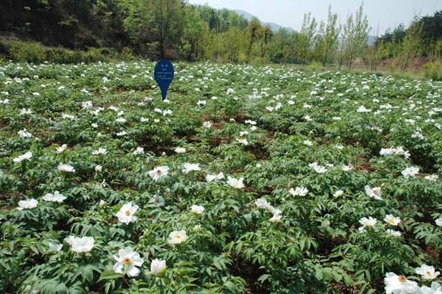 从六味地黄丸原料研究看道地药材的质量特色