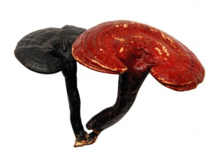  灵芝泡水喝有什麽功效