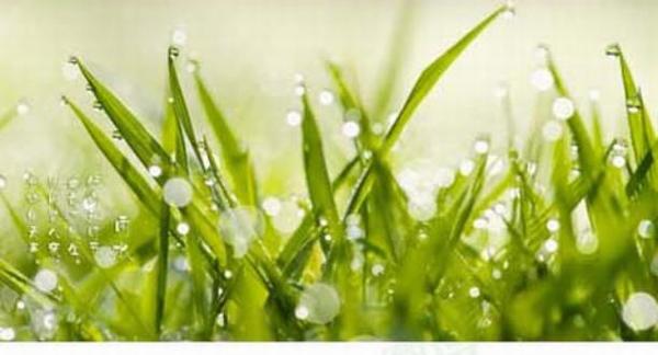 雨水时节多养脾