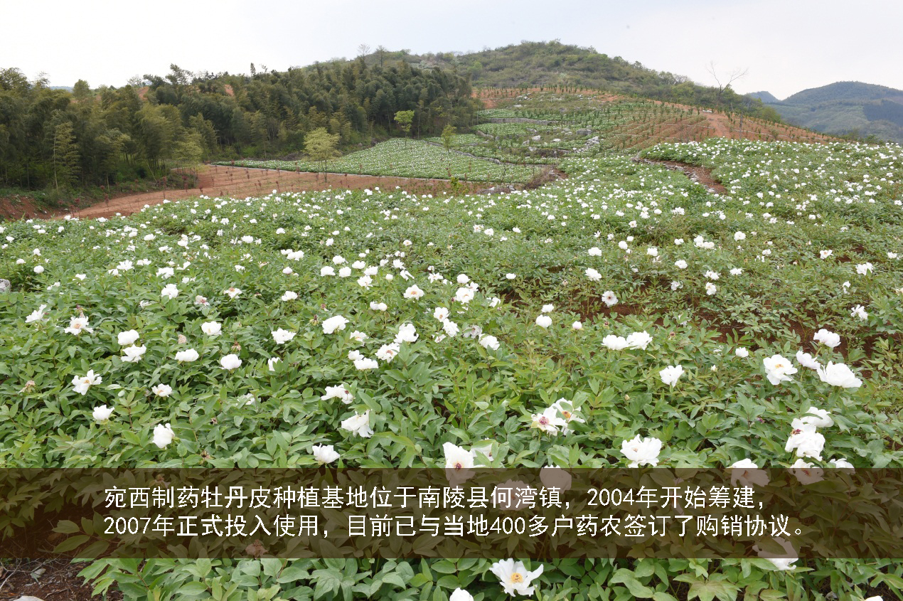 人间四月最芬芳  国色牡丹药味香