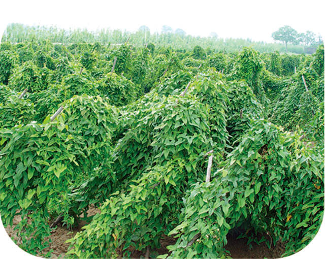 四大怀药是什么？为什么称为怀药？